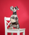 Miniature schnauzer dog stands on its hind legs on chair - PhotoDune Item for Sale