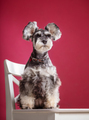 Miniature Schnauzer on a chair in the studio - PhotoDune Item for Sale