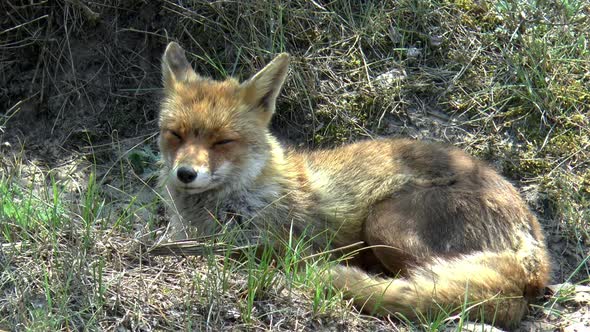 a red fox lies in the dunes and looks around.