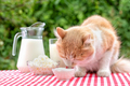 Red cat on a table with dairy products eats sour cream with his tongue - PhotoDune Item for Sale