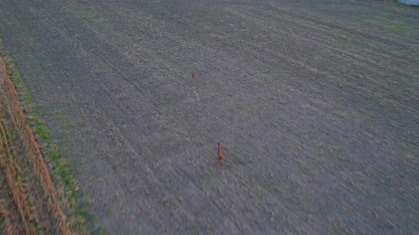 Chasing running deer across the fields.