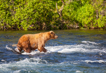 stal Brown Grizzly Bears fishing at Katmai National Park, Alaska. Summer season. Natural wildlife theme.