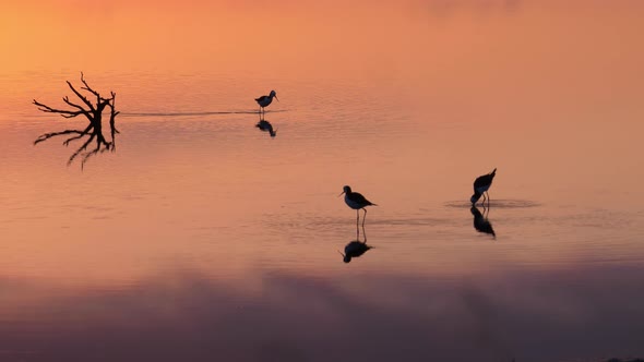 Pied stilt birds hunting in water reflecting colorful purple and pink sunset