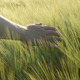 Hand And Barley - VideoHive Item for Sale
