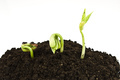 Bean seeds germinating shot - PhotoDune Item for Sale