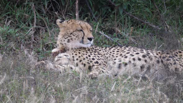 Cheetah resting under a bush