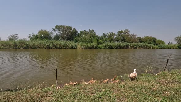 A duck with ducklings comes out of the river.