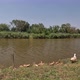 A duck with ducklings comes out of the river. - VideoHive Item for Sale