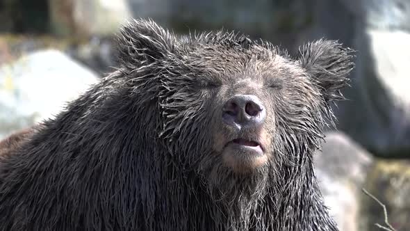 The Kamchatka brown bear (Ursus arctos beringianus)