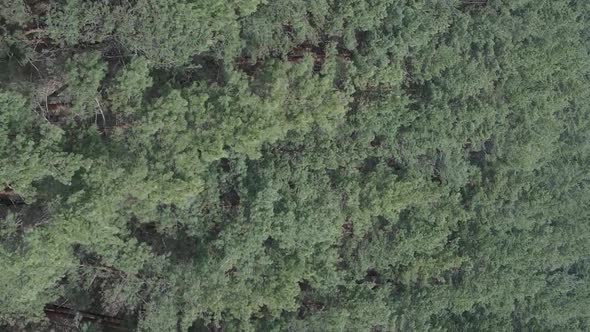 Vertical Video of Pine Forest Aerial View Slow Motion