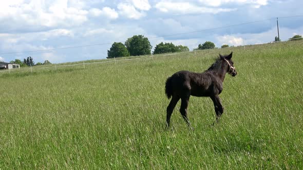 Black mare and foal in the pasture.