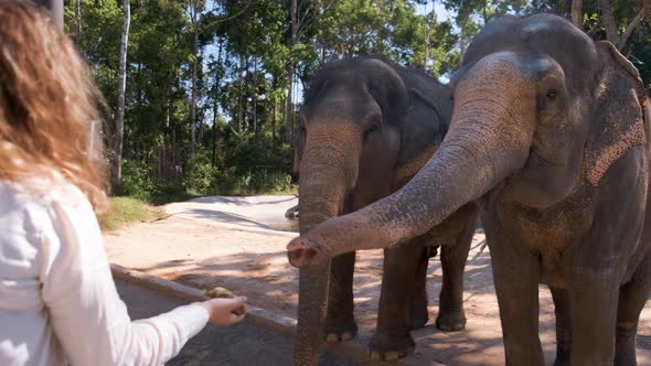 Feeding Friendly Elephants