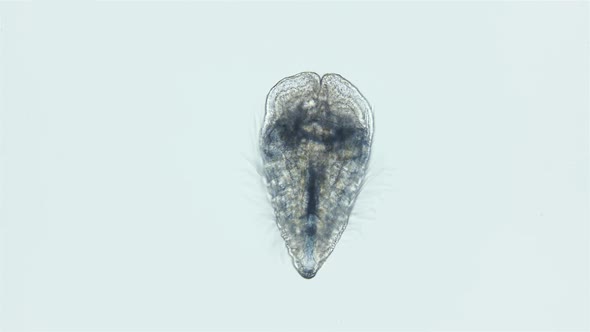 Cydippid Larva Ctenophora Under a Microscope Juvenile Larva Found in Indian Ocean