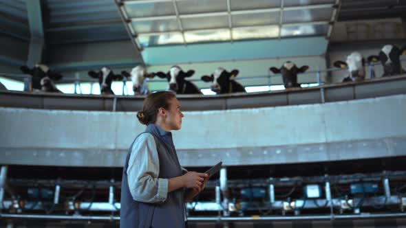 Livestock Worker Walking Milking Carousel