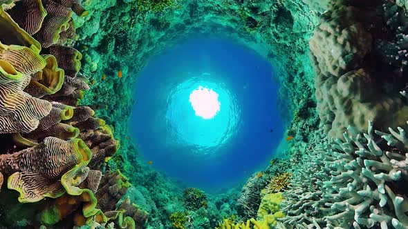 Coral Reef and Tropical Fish Underwater. Bohol, Panglao, Philippines.