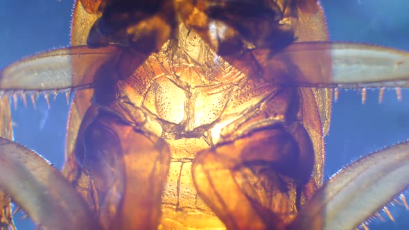 Insect Analysis  alt