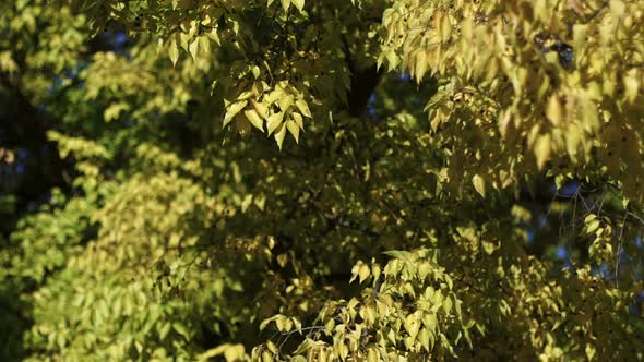 Autumn Wonder Tree in the Park 12