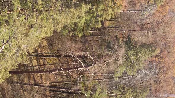 Vertical Video Aerial View of Trees in the Forest on an Autumn Day in Ukraine Slow Motion