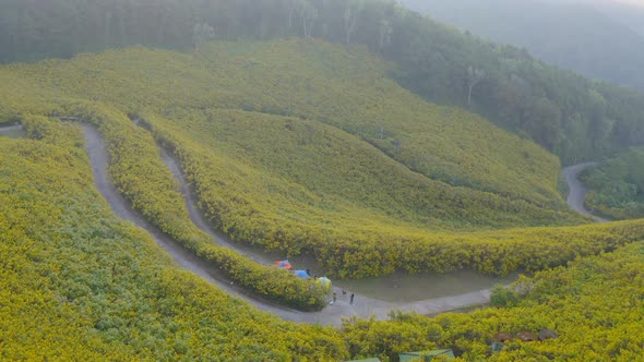 Aerial view of tree Marigold or yellow flowers in national garden park and mountain hills