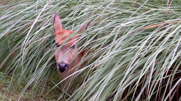 Medium shot of a Marsh Deer sitting under a bush and covering from the sun light