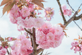 close-up blossoming branch with bloom pink flower buds of cherry or sakura tree - PhotoDune Item for Sale