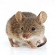 Mouse Talk