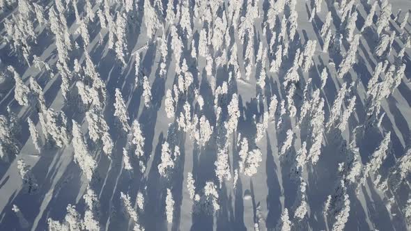 Aerial footage of flying above beautiful snowy forest in the middle of wilderness in Lapland Finland