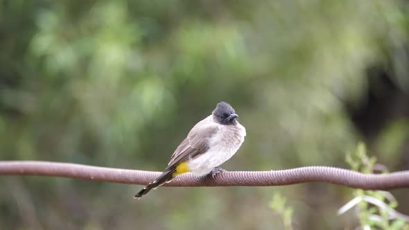 Common bulbul bird in the Pilanesberg Game Reserve 