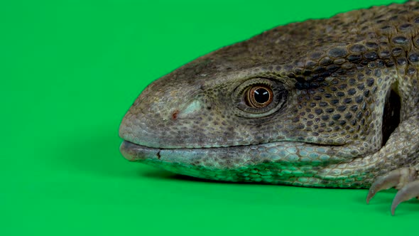 Savannah Monitor Lizard - Varanus Exanthematicus on Green Background. Close Up