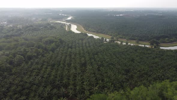 Aerial view oil palm tree plantation