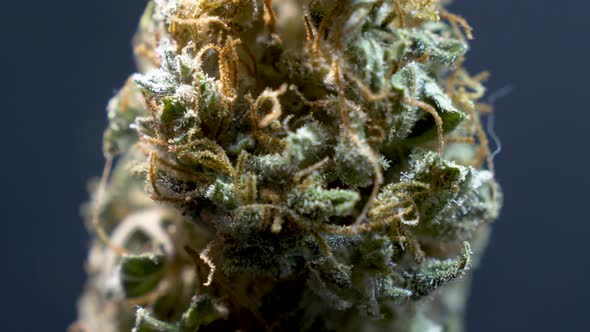 Weed close up, Macro of cannabis Marijuana