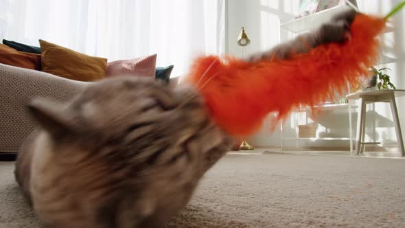 Funny Cat Playing with Toy on Floor Closeup Scottish Fold Portrait