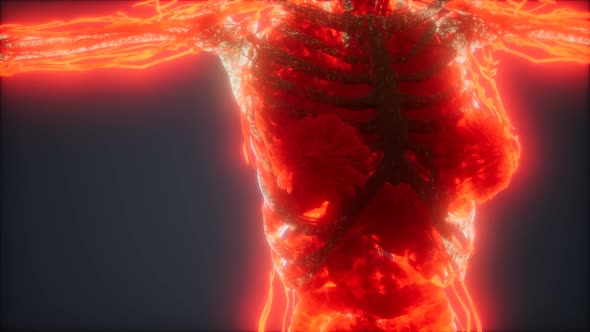 Colorful Human Body Animation Showing Bones and Organs alt