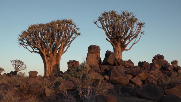 Aloe tree at sunset in the savannah of Namibia.