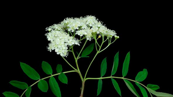 Rowanberry Flowers Blooming Time Lapse With Alpha Channel