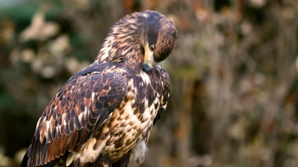 Portrait of a juvenile Bald Eagle