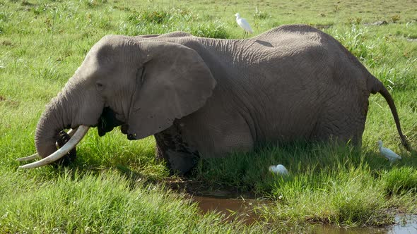 African Elephant Grazing In A Wild Swamp