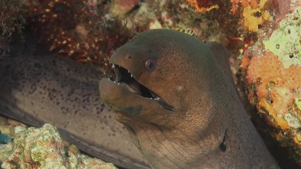 Giant Moray eel breathing at the camera constantly opening it's mouth.