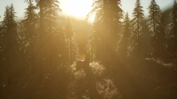 Deer Male in Forest at Sunset