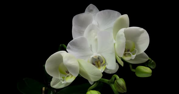Time-lapse of Opening Orchid on Black Background. Format with ALPHA Transparency Channel Isolated on
