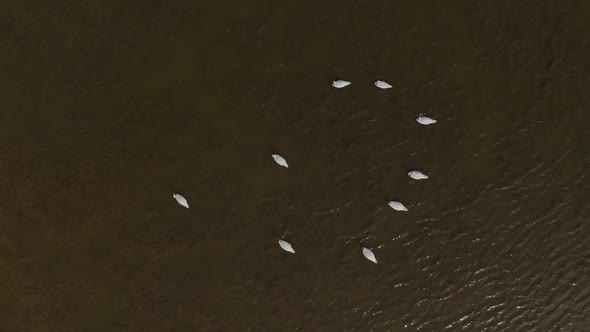 Aerial Video White Swans on a Lake in the Wild