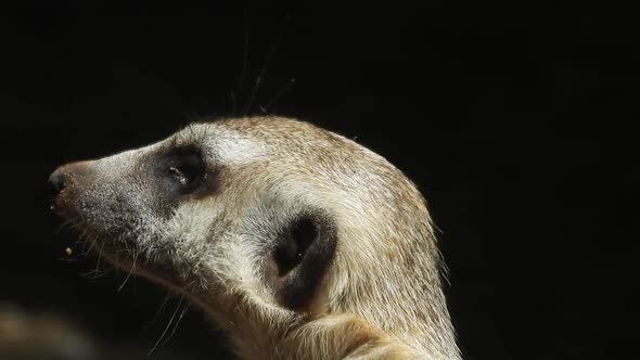 Close up of Meerkat curious face. Gimbal shot