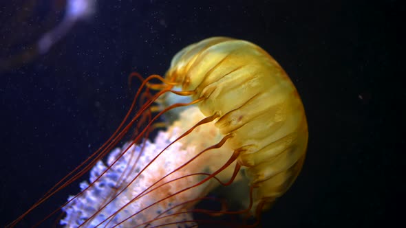 Sea Northern Nettle Jellyfishes Swims in West Coast Dark Ocean Water