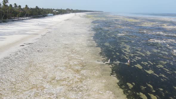 Zanzibar Tanzania  Low Tide in the Ocean Near the Shore