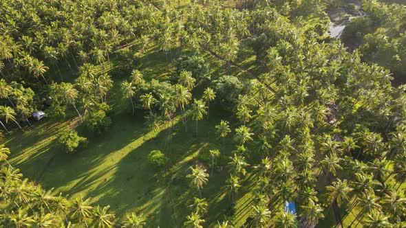 Beautiful coconut tree