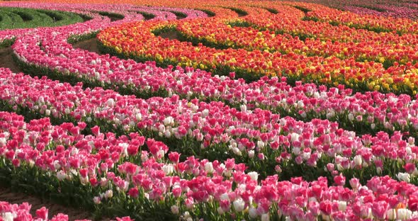 Tulips field in the Provence, Alpes de Haute Provence, France