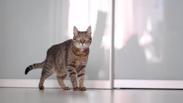 Portrait Striped Domestic Cat in Modern White Scandinavian Interior at Home