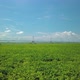 Flight Over Green Agricultural Field at Summer Day, Irrigation System for Watering Plants - VideoHive Item for Sale