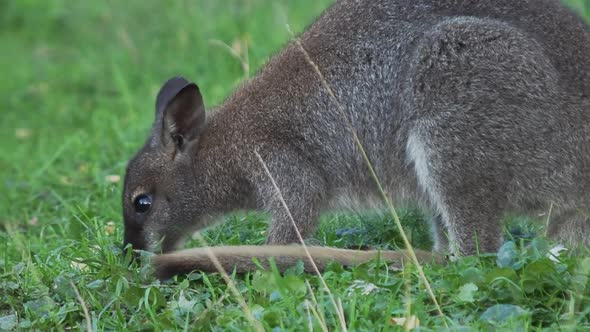 Bennett's Tree-kangaroo Eats Grass. Dendrolagus Bennettianus Grazing in the Meadow. Slow Motion.