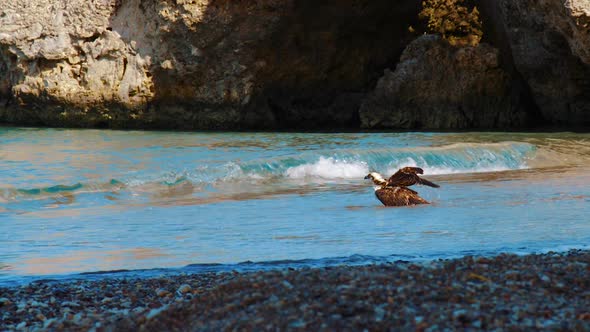 A beautiful Osprey bird washing itself in salt water on the beach of Curacao - Wide shot